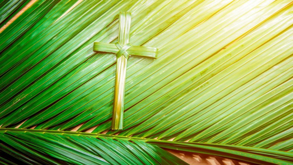 Palm Passion Image